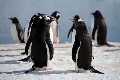 23B Gentoo Penguins Looking To Mate On Cuverville Island On Quark Expeditions Antarctica Cruise.jpg